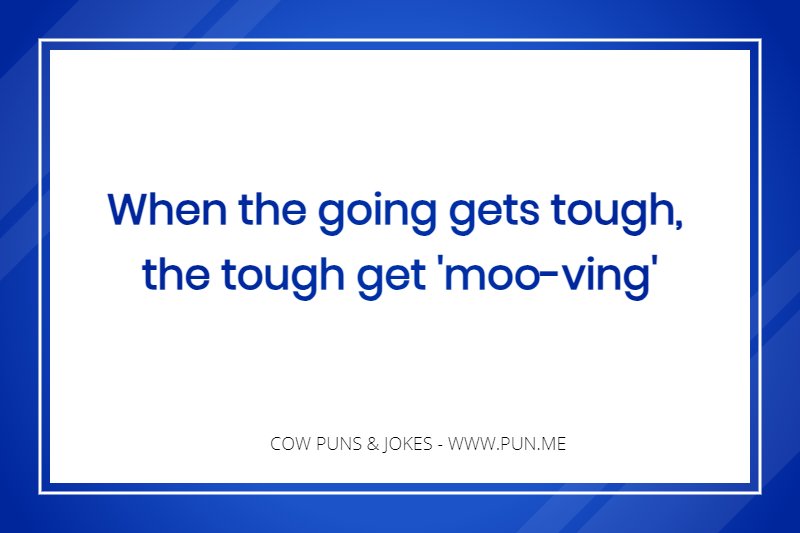 Punny cow phrase